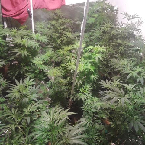 Super lemon haze  growlog timeline photo