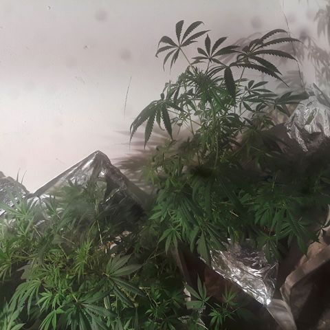Super lemon haze  growlog timeline photo