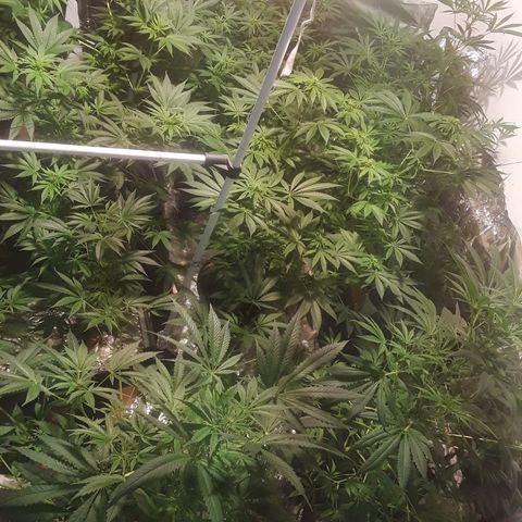 Super lemon haze  growlog timeline photo