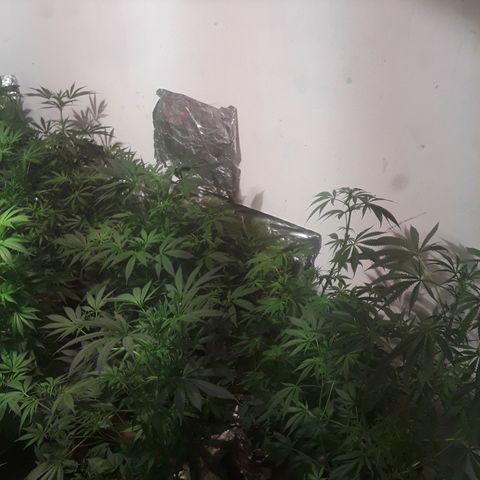 Super lemon haze  growlog timeline photo