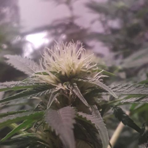Super lemon haze  growlog timeline photo