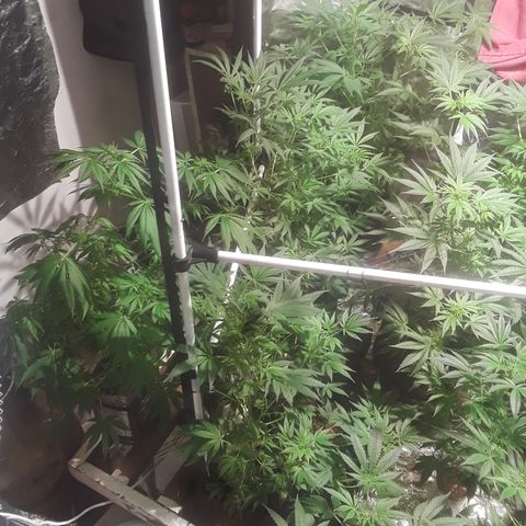 Super lemon haze  growlog timeline photo