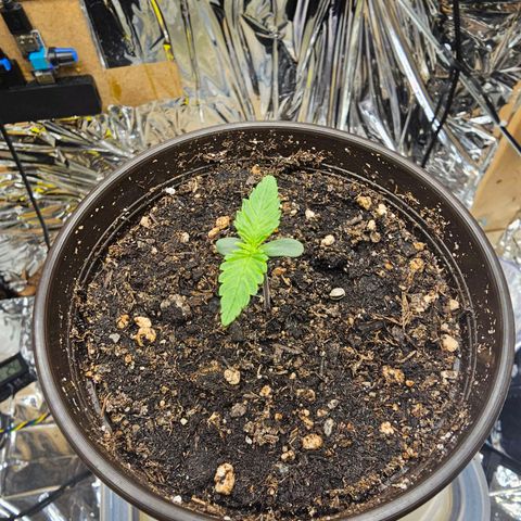 Northern Lights Feminized Photo 1 growlog timeline photo