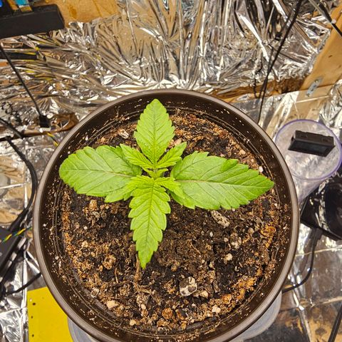 Northern Lights Feminized Photo 1 growlog timeline photo