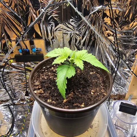 Northern Lights Feminized Photo 1 growlog timeline photo