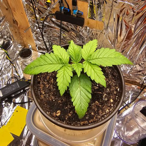 Northern Lights Feminized Photo 1 growlog timeline photo