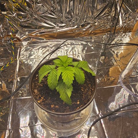 Northern Lights Feminized Photo 1 growlog timeline photo