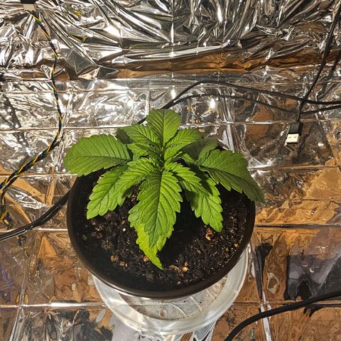 Northern Lights Feminized Photo 1 growlog timeline photo