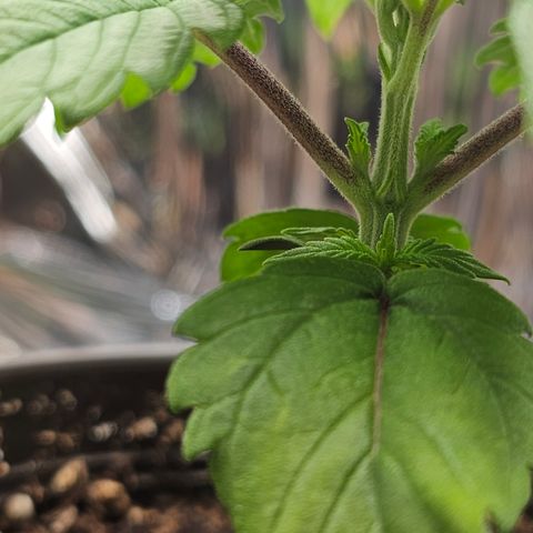 Northern Lights Feminized Photo 1 growlog photo: Stems turning Purple