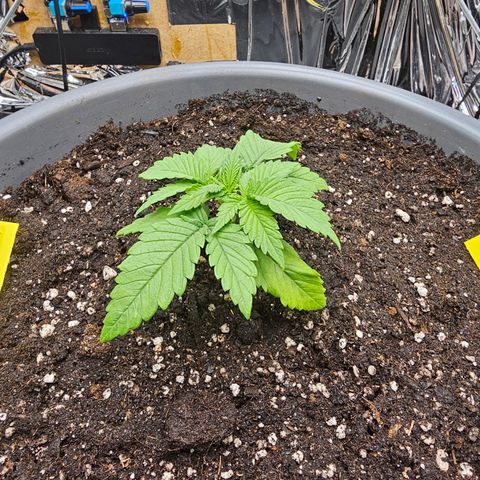 Northern Lights Feminized Photo 1 growlog timeline photo