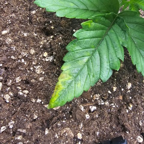 Northern Lights Feminized Photo 1 growlog photo: Slightly discoloured tips