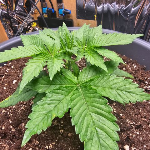 Northern Lights Feminized Photo 1 growlog photo: Slightly discoloured tips