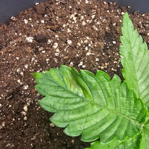 Northern Lights Feminized Photo 1 growlog photo: Slightly discoloured tips