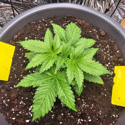 Northern Lights Feminized Photo 1 growlog photo: Slightly discoloured tips