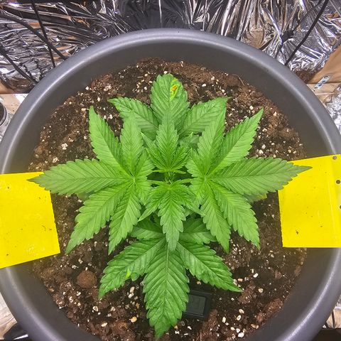Northern Lights Feminized Photo 1 growlog timeline photo