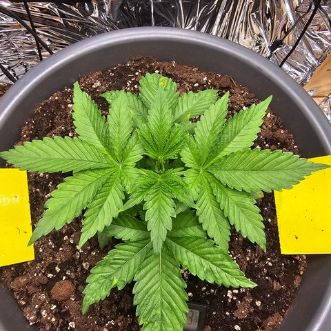 Northern Lights Feminized Photo 1 growlog timeline photo