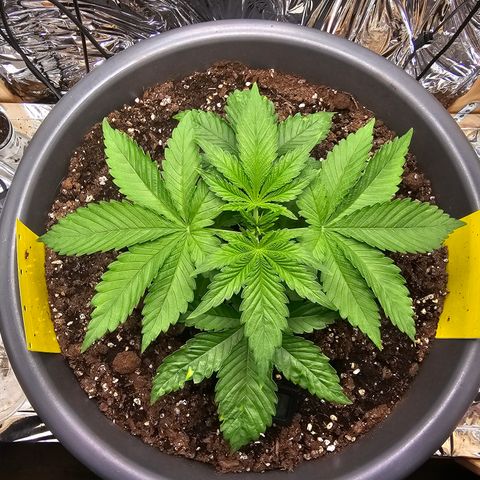 Northern Lights Feminized Photo 1 growlog timeline photo