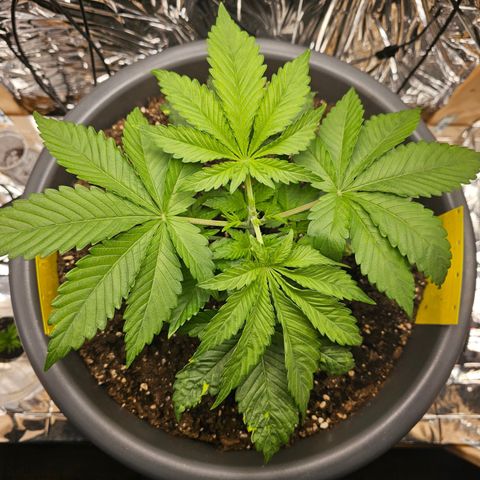 Northern Lights Feminized Photo 1 growlog photo: Topped