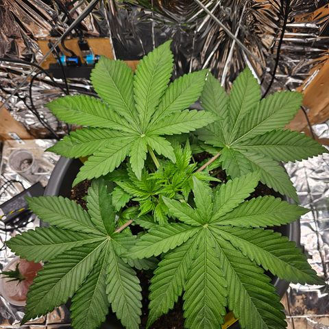 Northern Lights Feminized Photo 1 growlog timeline photo