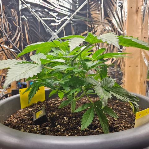Northern Lights Feminized Photo 1 growlog timeline photo