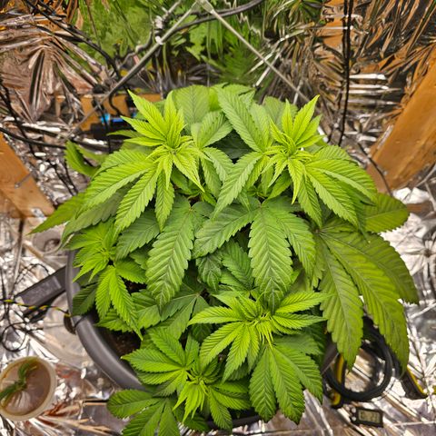 Northern Lights Feminized Photo 1 growlog timeline photo