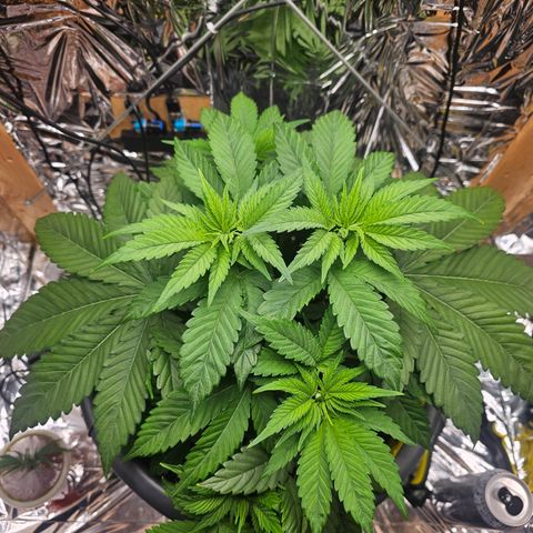 Northern Lights Feminized Photo 1 growlog timeline photo