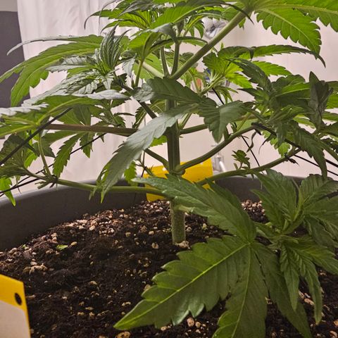 Northern Lights Feminized Photo 1 growlog timeline photo