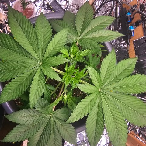 Northern Lights Feminized Photo 1 growlog timeline photo