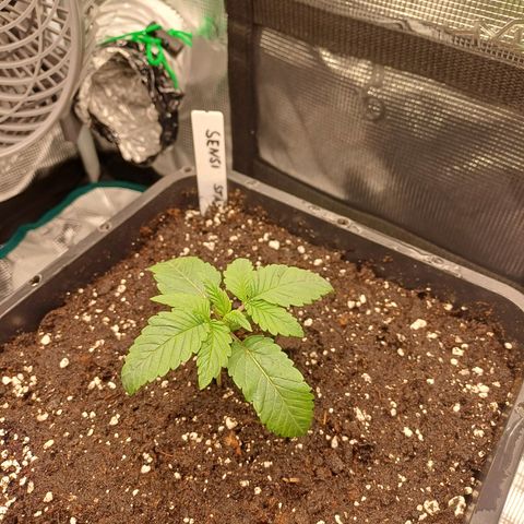 Baby#1 Buddy♥️ growlog photo: Umtopfen 