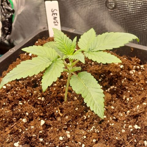 Baby#1 Buddy♥️ growlog timeline photo