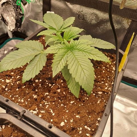 Baby#1 Buddy♥️ growlog timeline photo