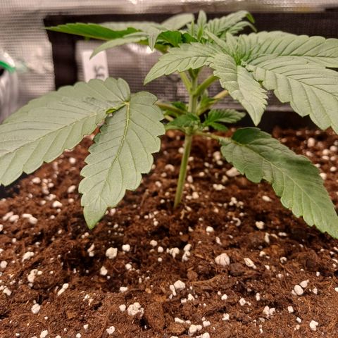 Baby#1 Buddy♥️ growlog timeline photo