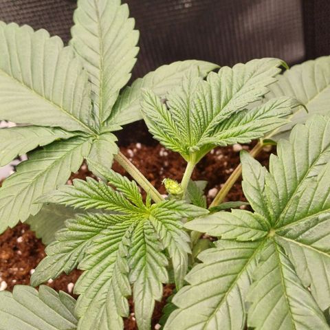 Baby#1 Buddy♥️ growlog timeline photo