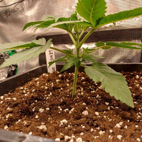 Baby#1 Buddy♥️ growlog timeline photo