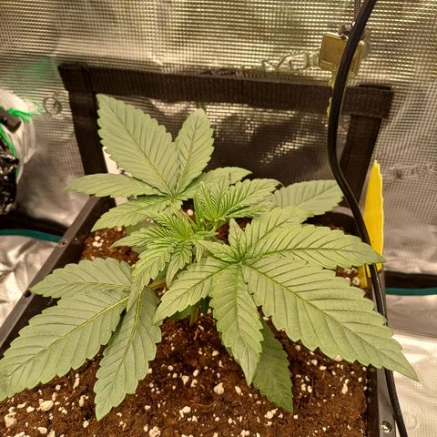 Baby#1 Buddy♥️ growlog timeline photo