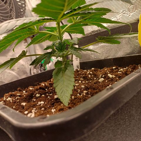 Baby#1 Buddy♥️ growlog timeline photo