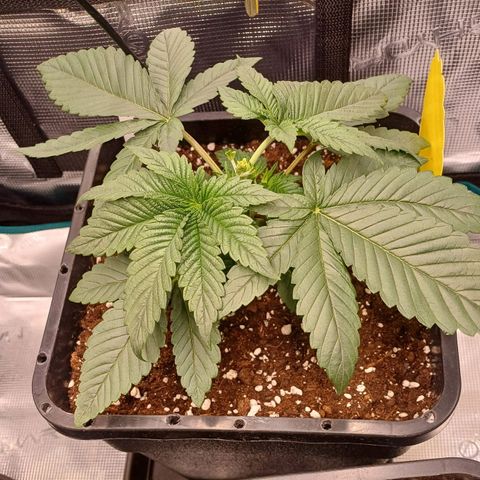 Baby#1 Buddy♥️ growlog timeline photo