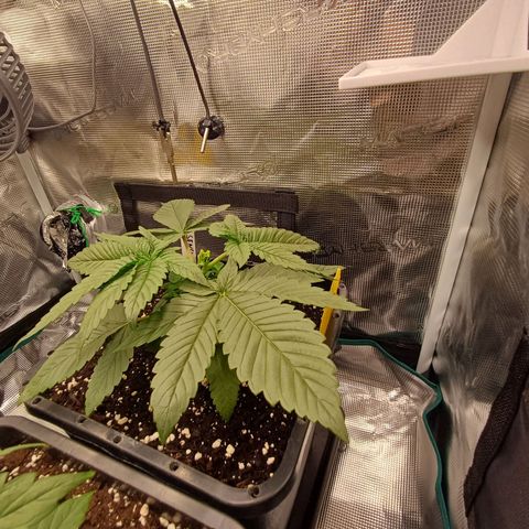 Baby#1 Buddy♥️ growlog timeline photo