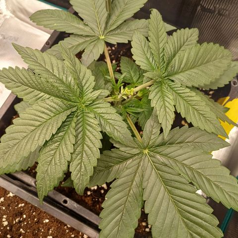 Baby#1 Buddy♥️ growlog timeline photo