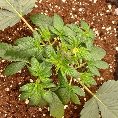 Baby#1 Buddy♥️ growlog timeline photo