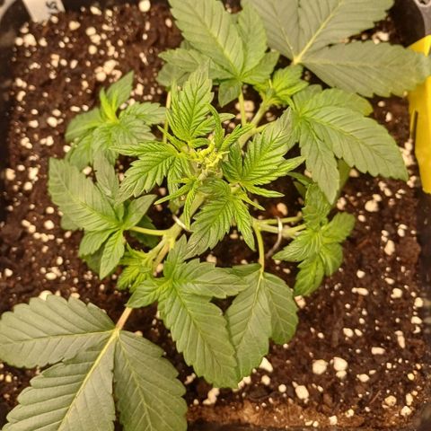 Baby#1 Buddy♥️ growlog timeline photo