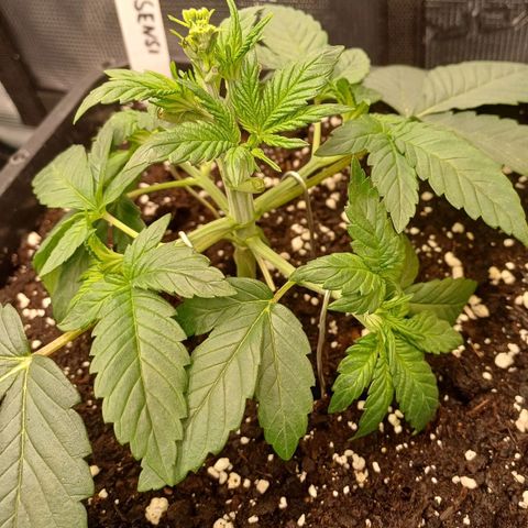 Baby#1 Buddy♥️ growlog timeline photo