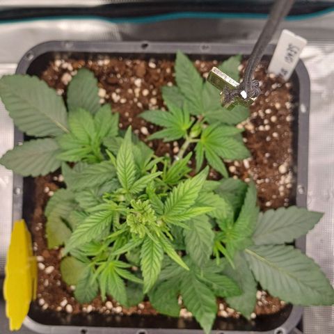Baby#1 Buddy♥️ growlog timeline photo
