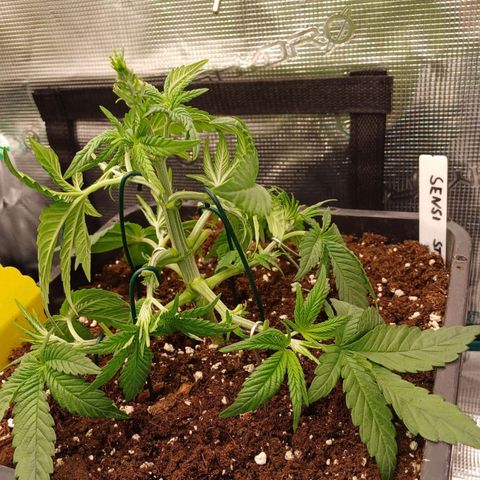 Baby#1 Buddy♥️ growlog timeline photo