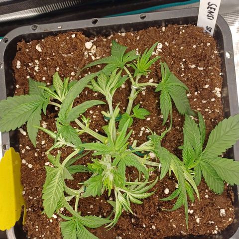 Baby#1 Buddy♥️ growlog timeline photo