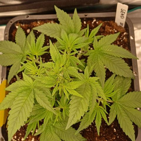 Baby#1 Buddy♥️ growlog timeline photo