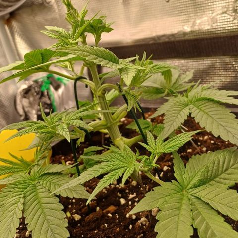 Baby#1 Buddy♥️ growlog timeline photo
