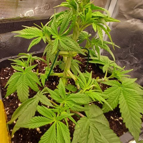 Baby#1 Buddy♥️ growlog timeline photo