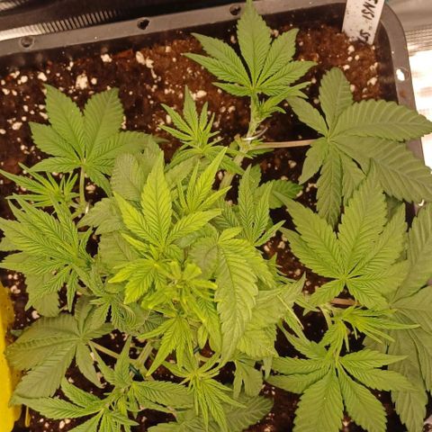 Baby#1 Buddy♥️ growlog timeline photo
