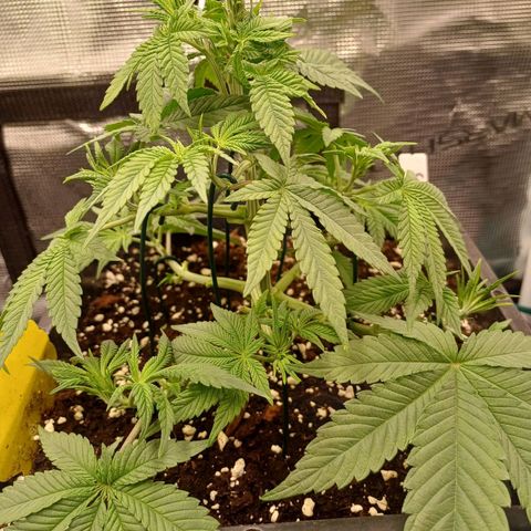 Baby#1 Buddy♥️ growlog timeline photo